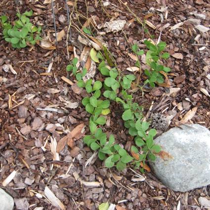 Yellow Wild Indigo